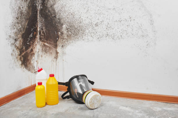 Best Attic Mold Removal  in Skagway, AK
