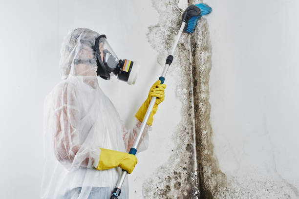 Best Crawl Space Mold Removal  in Skagway, AK