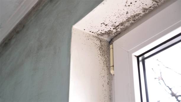 Best Local Mold Removal Service  in Skagway, AK