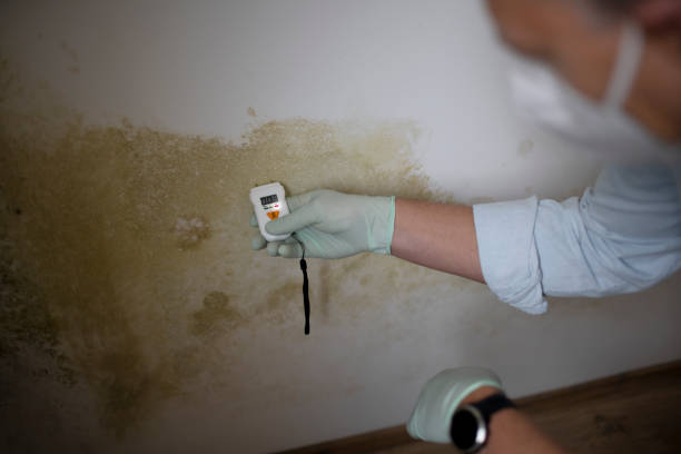 Best Home Mold Removal  in Skagway, AK