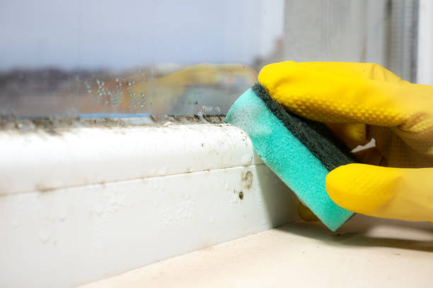 Mold Removal Process in Skagway, AK