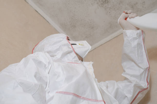 Mold Testing and Removal in Skagway, AK
