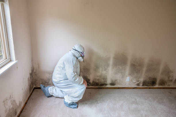 Best Black Mold Removal  in Skagway, AK
