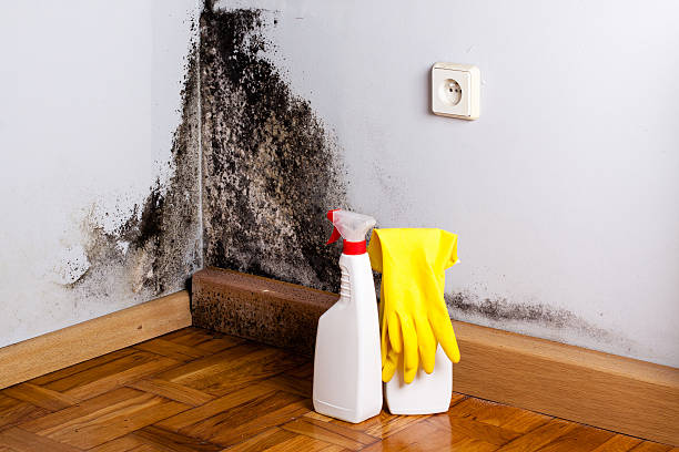 Best Same-Day Mold Removal  in Skagway, AK
