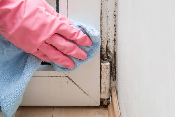 Best Mold Testing and Removal  in Skagway, AK