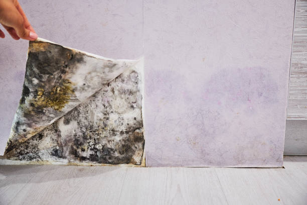 Best Affordable Mold Removal  in Skagway, AK